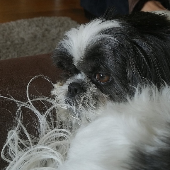 Meet your Posher, Debra - Picture 4 of 8